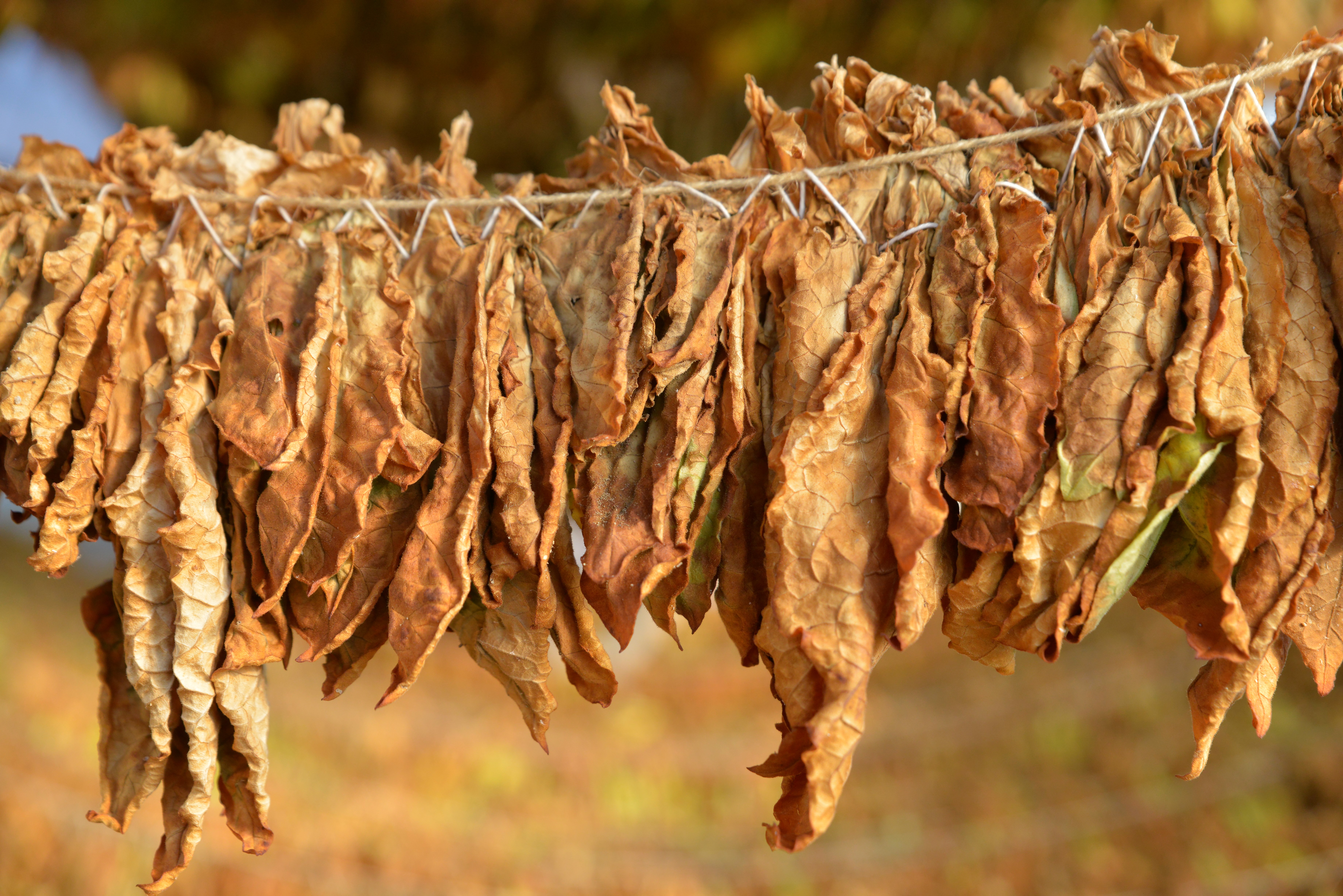 Burley Tobacco Leaf
