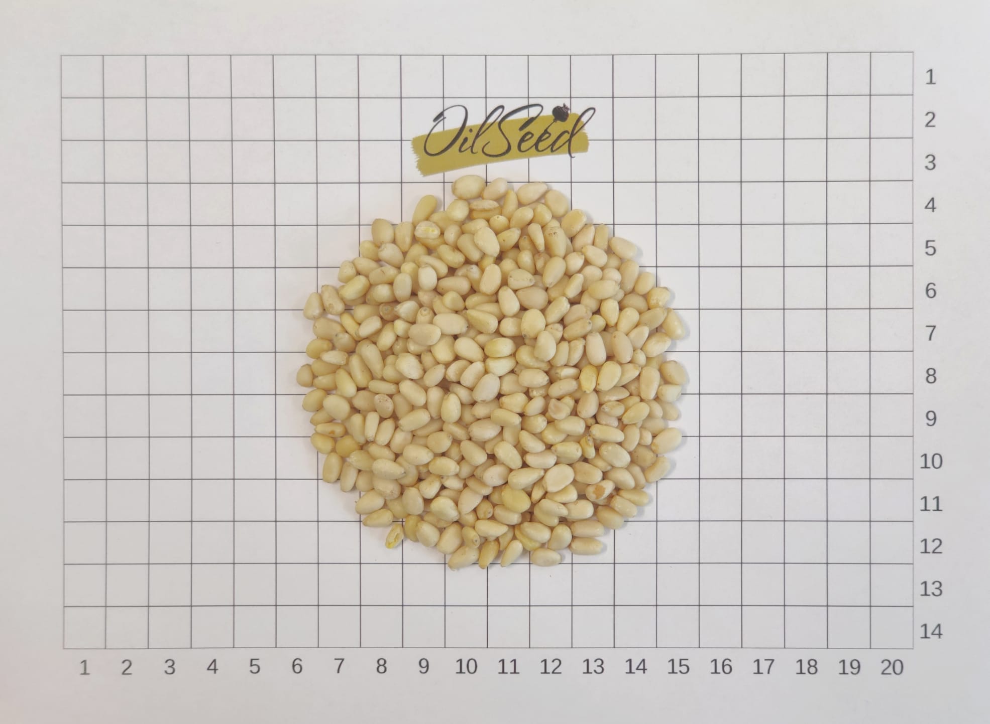 Pine Nut Kernels, Sibirica 950