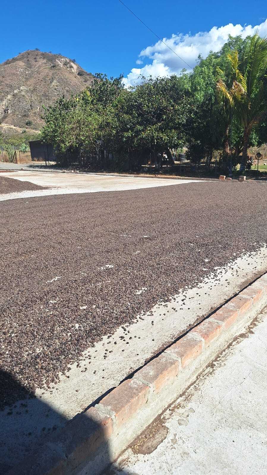 Specialty Arabica Green Coffee Beans