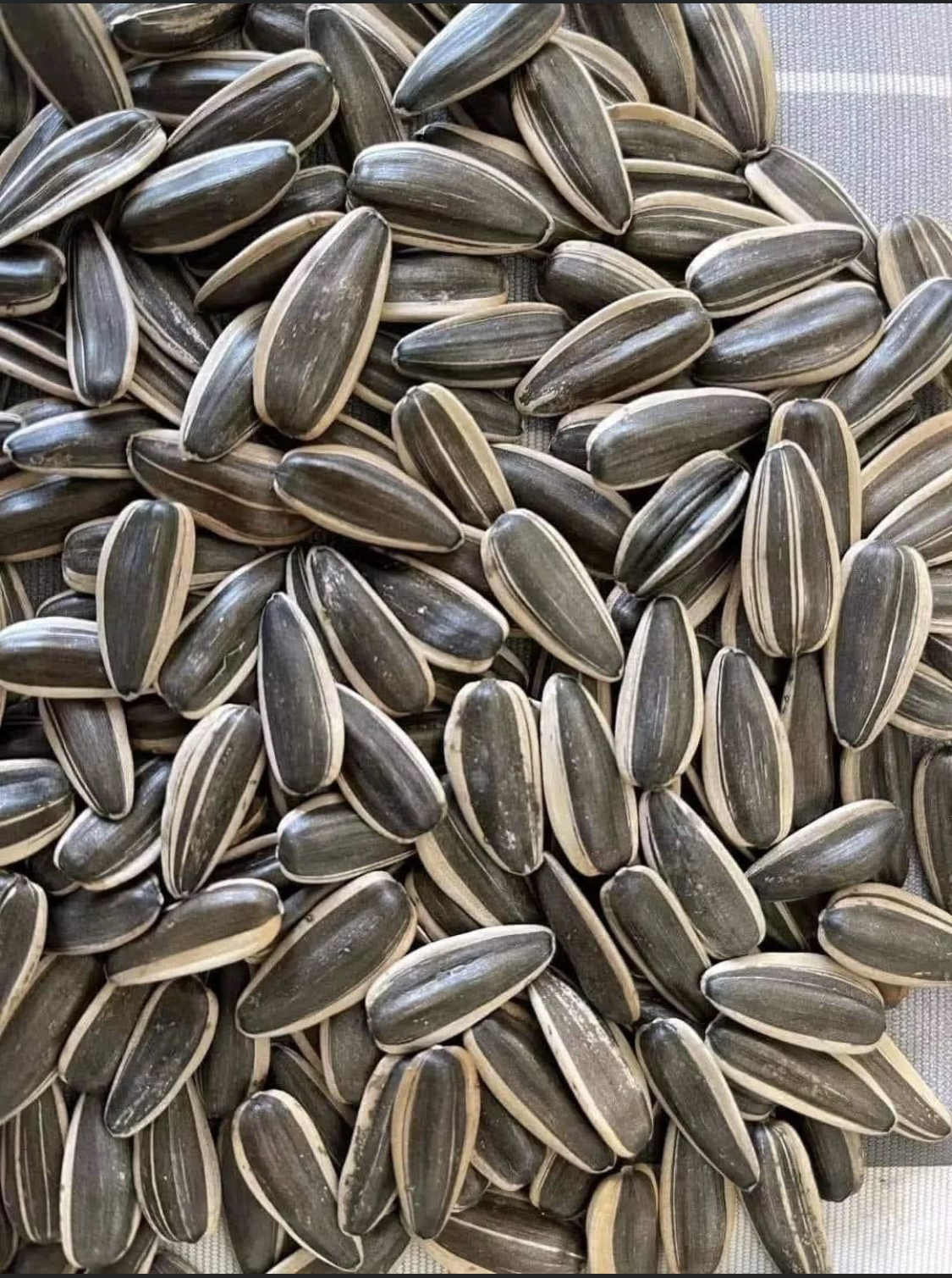 Sunflower Seed